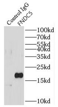 FNDC5 Rabbit Polyclonal Antibody