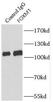 FOXM1 Rabbit Polyclonal Antibody
