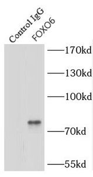 FOXO6 Rabbit Polyclonal Antibody