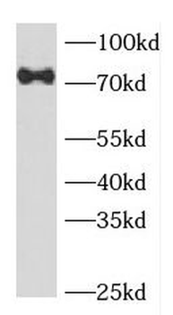 FOXP4 Rabbit Polyclonal Antibody