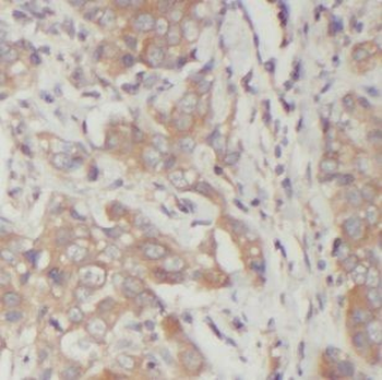 FUT8 Rabbit Polyclonal Antibody