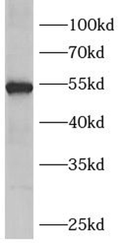 FZR1 Rabbit Polyclonal Antibody