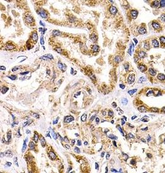 FZR1 Rabbit Polyclonal Antibody