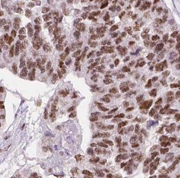 GABARAPL1 Rabbit Polyclonal Antibody