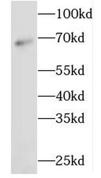 GAPDHS Rabbit Polyclonal Antibody