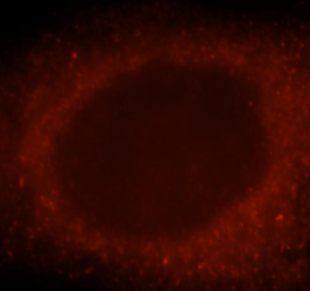 GBP1 Rabbit Polyclonal Antibody