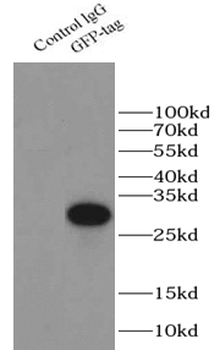 GFP tag Mouse Monoclonal Antibody
