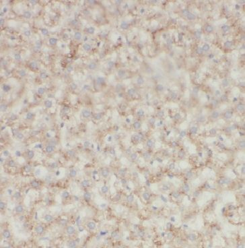 GFRA2 Rabbit Polyclonal Antibody