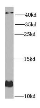 GLRX Rabbit Polyclonal Antibody