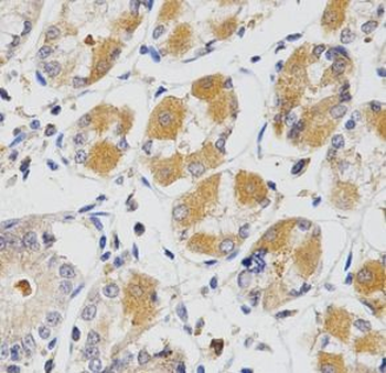 GLRX Rabbit Polyclonal Antibody