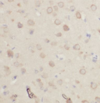 SLC2A3 Rabbit Polyclonal Antibody