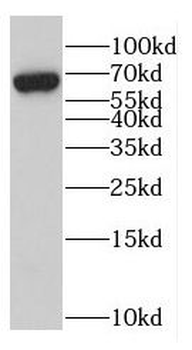 GPC1 Rabbit Polyclonal Antibody