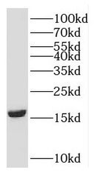 GMFG Rabbit Polyclonal Antibody