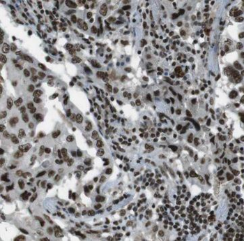 GMFG Rabbit Polyclonal Antibody