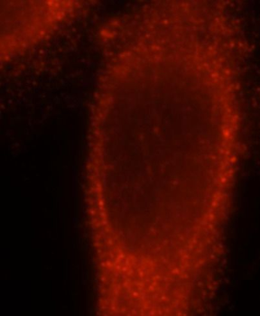 GNAI2 Rabbit Polyclonal Antibody