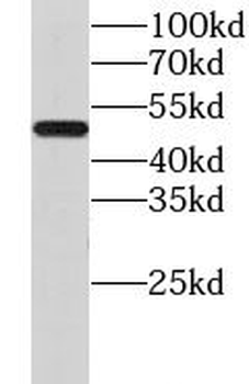 GPR83 Rabbit Polyclonal Antibody