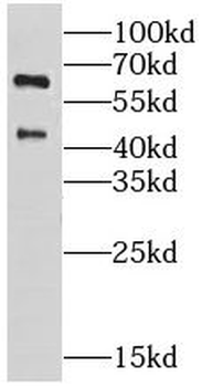GORASP1 Rabbit Polyclonal Antibody