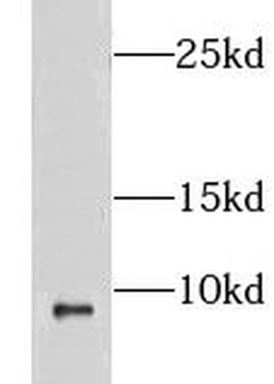 CXCL1 Rabbit Polyclonal Antibody