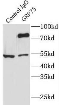 HSPA9 Rabbit Polyclonal Antibody