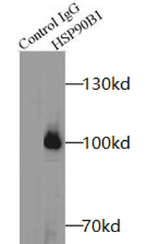 HSP90B1 Rabbit Polyclonal Antibody