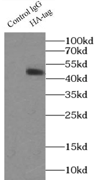 HA tag Rabbit Polyclonal Antibody