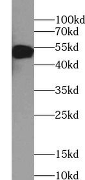 HA Tag Mouse Monoclonal Antibody
