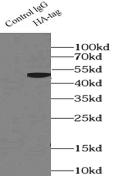 HA Tag Mouse Monoclonal Antibody