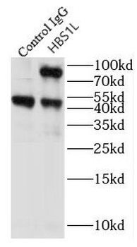 HBS1L Rabbit Polyclonal Antibody