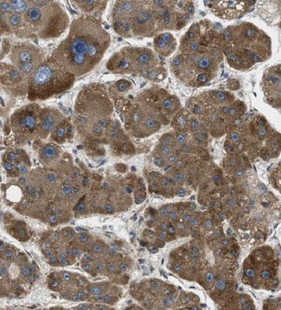 LAMTOR5 Rabbit Polyclonal Antibody