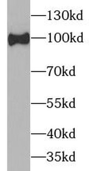 HCN1 Rabbit Polyclonal Antibody