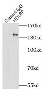 HDLBP Rabbit Polyclonal Antibody