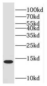 HINT1 Rabbit Polyclonal Antibody