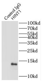 HINT1 Rabbit Polyclonal Antibody