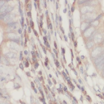 HINT1 Rabbit Polyclonal Antibody