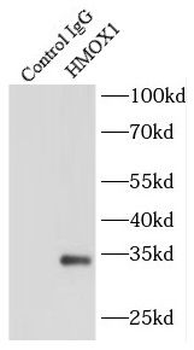 HMOX1 Rabbit Polyclonal Antibody