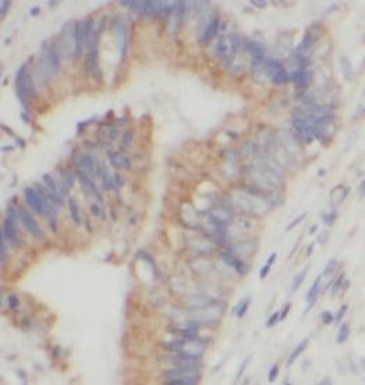 HMOX1 Rabbit Polyclonal Antibody