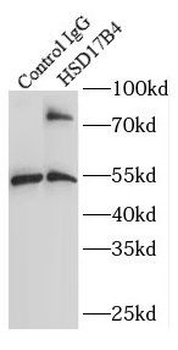 HSD17B4 Rabbit Polyclonal Antibody
