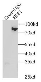 HSF1 Rabbit Polyclonal Antibody