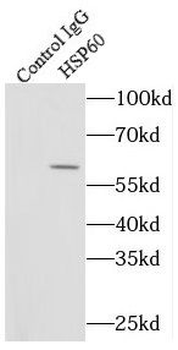 HSPD1 Rabbit Polyclonal Antibody