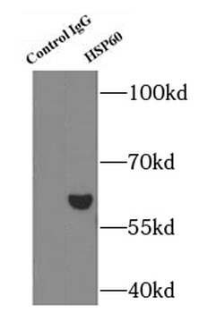HSPD1 Mouse Monoclonal Antibody