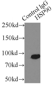 HSP90AA1 Rabbit Polyclonal Antibody