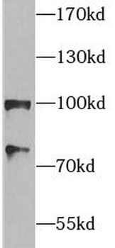 HSP90AA1 Mouse Monoclonal Antibody