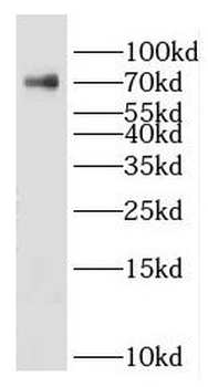 HSPA1L Rabbit Polyclonal Antibody