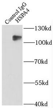 HSPA4 Rabbit Polyclonal Antibody