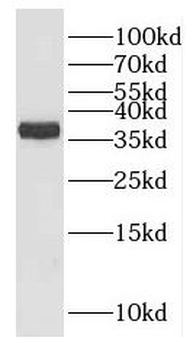 ELAVL3 Rabbit Polyclonal Antibody
