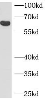 PTPRN Mouse Monoclonal Antibody