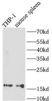 AIF1 Rabbit Polyclonal Antibody