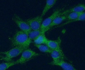 AIF1 Rabbit Polyclonal Antibody