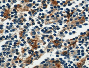 AIF1 Rabbit Polyclonal Antibody