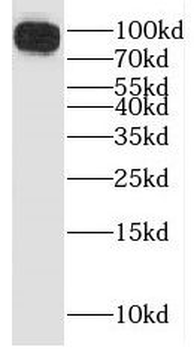 Icam1 Rabbit Polyclonal Antibody